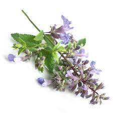 ขายส่งน้ำมันแคทนิปบริสุทธิ์ 100% คุณภาพสูง ผู้ผลิตน้ำมันแคทนิปบริสุทธิ์ 100% และน้ำมันแคทนิปเกรดพรีเมียมสำหรับเครื่องสำอางจากอินเดีย - Product Image 2