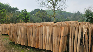 Placage de bois d'acacia Phu Tho du Vietnam, écologique et durable, avec âme en contreplaqué à découpe rotative (longueur 1270 mm, humidité 12-15 %, qualité industrielle) - Product Image 4