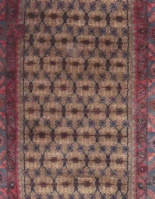 Multicolore