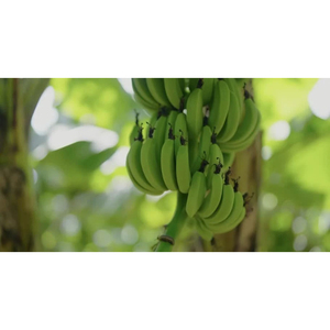 Bananes Cavendish vertes fraîches, produits bruts de première qualité pour la cuisine, le traitement et l'industrie agroalimentaire - Product Image 1