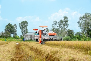 Moissonneuse-batteuse DC 108X pour riziculture, modèle standard thaïlandais, haute efficacité, à 2 rangs, pour riz paddy - Product Image 5