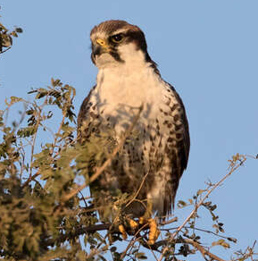 Perfil de la especie Laggar Falcon para cetrería profesional, conservación, cría, investigación avícola y educación licenciada sobre vida silvestre - Product Image 1