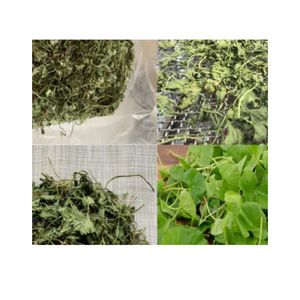 Feuilles de Gotu Kola : Tisane Relaxante Naturelle de Centella Asiatica Sauvage – Offre Spéciale à Prix Abordable, Qualité Export - Product Image 5