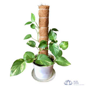 [ALTA CALIDAD] |   Poste de fibra de coco para soporte de plantas, para plantas trepadoras de interior, cultivo en viveros, Vietnam - Product Image 1