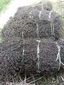 Más Vendido: Jalea de Hoja de Hierba Negra Natural, Procesada por AD, de Origen Sostenible, para Alivio del Calor Corporal, Estándar de Exportación - Product Image 3