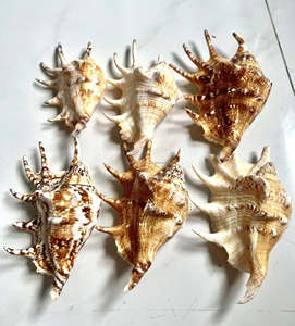 Coquille de coquillage au meilleur prix pour décoration avec couleur naturelle artisanat vietnamien 99GD - Product Image 4