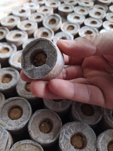 Bloques de Coco Comprimido al por Mayor para Germinación de Semillas, Ecológicos, de Bajo EC, ECO2GO VIETNAM - Product Image 6