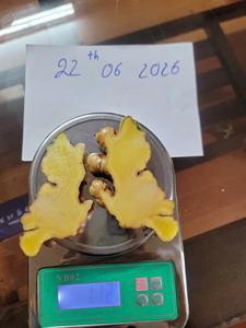 Gingembre frais/Jahe/Shoga |   100% Cao Bang Vietnam |   Meilleures recettes et bienfaits pour la santé |   Sac en filet de 20 kg (WA +84366808683) - Product Image 2