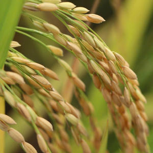 OEM <b>Instant</b> Noodle Manufacturing Factory – Non-Fried Option, Healthy Formula, Fast Lead Time and Export-Ready Quality - Product Image 2