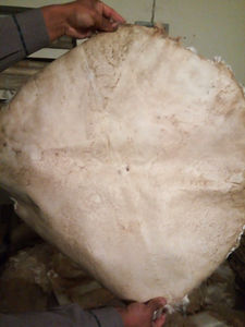 Peau de tambour en cuir de buffle de qualité supérieure, peau d'animal de haute qualité pour tambour, peau de veau naturelle en gros pour Bodhran - Product Image 6