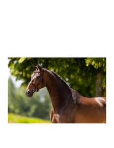 Bridas de Cuero de Alta Calidad para Montar a Caballo con Logotipo Personalizado, Venta al por Mayor Directa de Fábrica a Bajo Precio - Product Image 3
