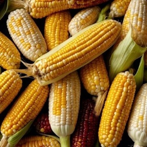 Maïs jaune séché biologique de qualité supérieure, grain naturel pour l'industrie alimentaire, offert en grandes quantités pour la vente en gros - Product Image 2
