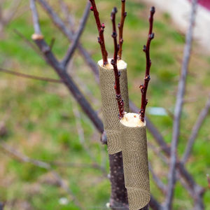 ผ้าใยปอกระเจา 100% ขนาด 7.8 นิ้ว x 100 ฟุต เป็นมิตรกับสิ่งแวดล้อม สำหรับพันต้นไม้ ป้องกันลำต้นไม้ เหมาะสำหรับงานจัดสวน - Product Image 5