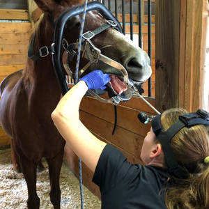 เครื่องมือวัดช่องปากม้าแบบใช้ซ้ำได้ ทำจากสแตนเลส สำหรับงานทันตกรรมสัตว์ โดย ARMANDIOUS INDUSTRIES สำหรับการดูแลม้า - Product Image 6