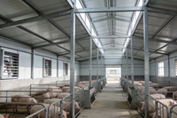 Structure métallique préfabriquée prête à l'emploi pour porcherie, conception de bâtiment d'élevage de porcs à ossature portique ouverte