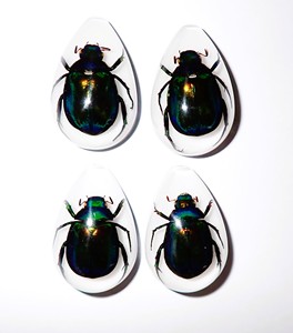 Colorful Scarab Beetle Real Specimen Plastic Cabochon Pear Cut <b>Top</b> 33x22 mm White Flat Bottom for Crafts and Jewelry Making - Product Image 5