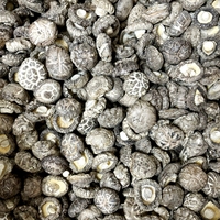 Poudre d'extrait de champignon Shiitake naturel 30% bêta-glucane
