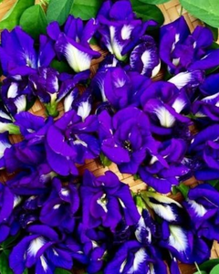 Fleur de pois papillon séchée de qualité supérieure, colorant bleu naturel pour boissons et aliments - Product Image 5