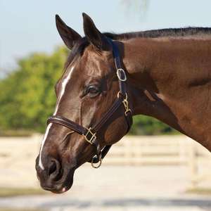 Cabestro de cuero personalizado de larga duración y acabado fino, color y tamaño personalizados, cabestro para caballo, brida hackamore para caballo - Product Image 5