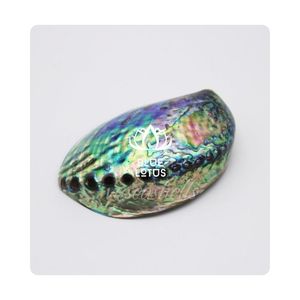 LOS MÁS VENDIDOS |   Concha de abulón para proyectos de decoración hechos a mano, exhibiciones artísticas y uso en manualidades con conchas, procedente de Vietnam. - Product Image 1