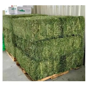 Foin d'alfalfa riche en protéines, fourrage de qualité alimentaire pour animaux, bétail, chevaux, bovins, moutons, vente en gros, approvisionnement en vrac, export, fabricant - Product Image 1