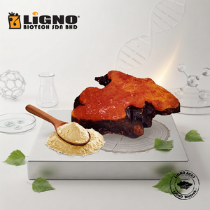 LiGNO Antrodia Camphorata Mushroom Powder | Natural <b>Liver</b> Wellness Functional Ingredient | OEM/ODM Health Food Grade - Product Image 1