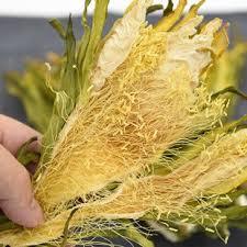 Fleurs de fruits du dragon séchées naturelles pour infusion à base de plantes et soutien du foie du Vietnam - Product Image 5