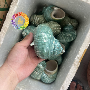 เปลือกหอยเทอร์โบสีขาวตกแต่ง งานแฮนด์เมด ทนทาน ขัดเงาอย่างเป็นธรรมชาติ สำหรับตกแต่งตู้ปลา จัดสวน งานแต่งงาน และงานอีเว้นท์-CARYLN - Product Image 3