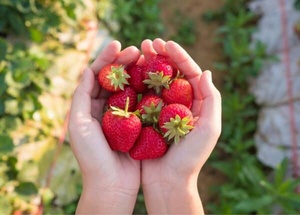 Fraises surgelées - Produit biologique non OGM conforme aux normes européennes - Product Image 2