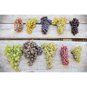 Uvas de Vino Sin Semillas Premium, Productos Frescos de Viñedo para Exportación al por Mayor y Suministro a Bodegas, OEM Disponible - Product Image 5