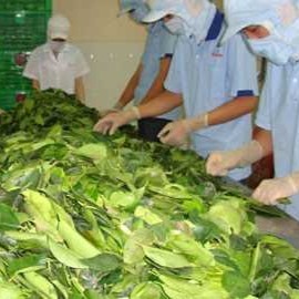 มันสำปะหลังสับละเอียดแบบพรีเมี่ยมจากเวียดนามพร้อมปรุงสำหรับตลาดส่งออก - Product Image 6