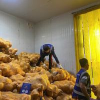 WAARDE VOOR HET GELD Verse half-ontdopte kokosnoot, schoon, veilig, exportkwaliteit voor kokoswater en desserttopping, rechtstreeks van de kokosnootbron.