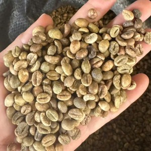 Granos de Café Verde Robusta Estándar Global, Calidad Baja, Negros y Partidos, Pantalla 16, Materia Prima para Tostar - Product Image 2