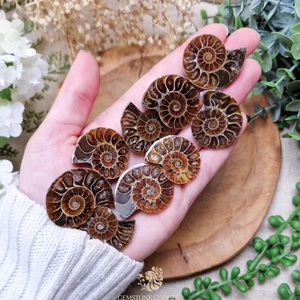 Amonita, Piedra Preciosa Suelta, Forma Espiral Marrón, Piedra Orgánica Pulida, para Joyería, Sanación, Reiki, Meditación, Manifestación - Product Image 1