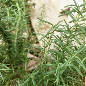 Auténticas Hojas de Romero Secas de Vietnam para Sazonar Filetes y Crear Especias Aromáticas, Suministradas por 99 Gold Data - Product Image 5