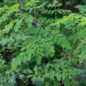 Poudre de Moringa biologique naturelle, issue de feuilles de Moringa fraîches |   Sans conservateurs, non-OGM, végétalien |   Exportateur en gros - Product Image 6