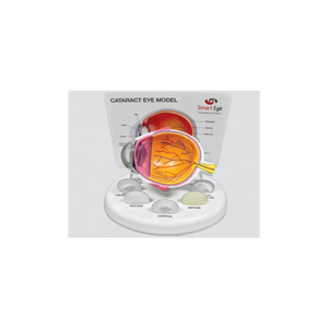 Top Quality Smart Eye Anatomical Eye Model for Ophthalmology Education, Training, and Patient Demonstration - Product Image 6