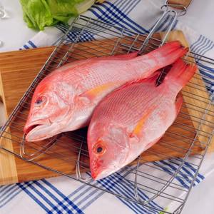 Pargo Rojo Congelado Entero, Pescado Orgánico Premium Procesado por Congelación (FD), Origen Estadounidense - Product Image 1