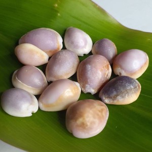 Factory <b>direct</b> price cowrie shells cowry seashells natural sea shell <b>beads</b> for crafting jewelry - Product Image 1