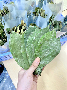 Oferta al por mayor: Hojas de guanábana secas, hojas de graviola secas, hojas de anona muricata secas, hojas de custard apple secas - Product Image 6