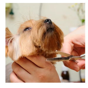 Juego de tijeras de primera calidad para el cuidado de mascotas, fabricadas con acero inoxidable de alta calidad, kit profesional para cortar el pelo de perros y gatos con estuche - Product Image 5