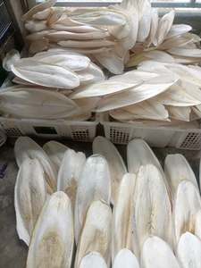กระดูกปลาหมึกคุณภาพสูงขนาดใหญ่สำหรับนกแก้วและเต่า ขายส่งจำนวนมาก - Product Image 6