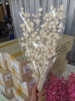 Fleur de bambou pleureur séchée naturelle 100g, vente en gros d'usine, bouquet floral, design Erawan pour mariage, durée de conservation 3-5 ans, Thaïlande