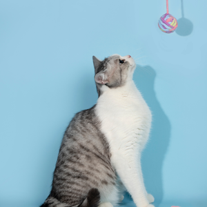 Lot de 9 jouets pour chat en pelote de laine tissée à la main avec clochette intégrée, balles interactives douces pour chatons, jouets résistants aux griffures et aux morsures pour animaux de compagnie - Product Image 1