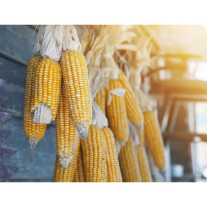 Maïs jaune sec à bon prix pour l'alimentation humaine et animale – Vente en gros de maïs jaune sec propre / maïs jaune séché - Product Image 3