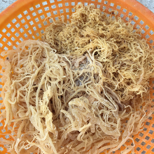 Mousse de mer sauvage séchée du Vietnam pour une approvisionnement alimentaire durable et l'enrichissement des saveurs traditionnelles des soupes asiatiques - Product Image 2