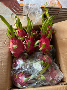 Fruta del Dragón Fresca de Vietnam – Dulce, Jugosa, Calidad Premium para el Mercado Mayorista de India - Product Image 1