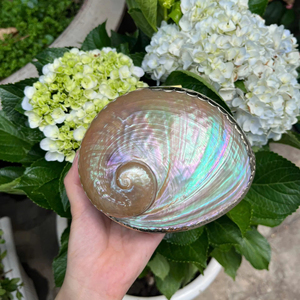 Boîte à bijoux artisanale en coquille d'ormeau, élégante boîte de collection - Product Image 1