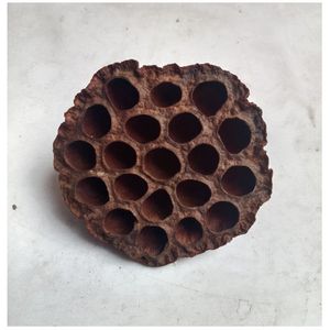 YAMUNA Cápsulas de Loto Secas, Decoración Ecológica para Acuarios, Escondite para Peces y Camarones, Decoración para el Hogar, Tamil Nadu, 7-9 cm - 10 Piezas - Product Image 5