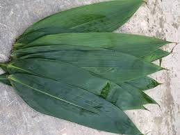 Hojas de Bambú Secas Premium – Hojas de Bambú Naturales para Envolver Alimentos, Proveedor de Vietnam // Sr. Tom - Product Image 3